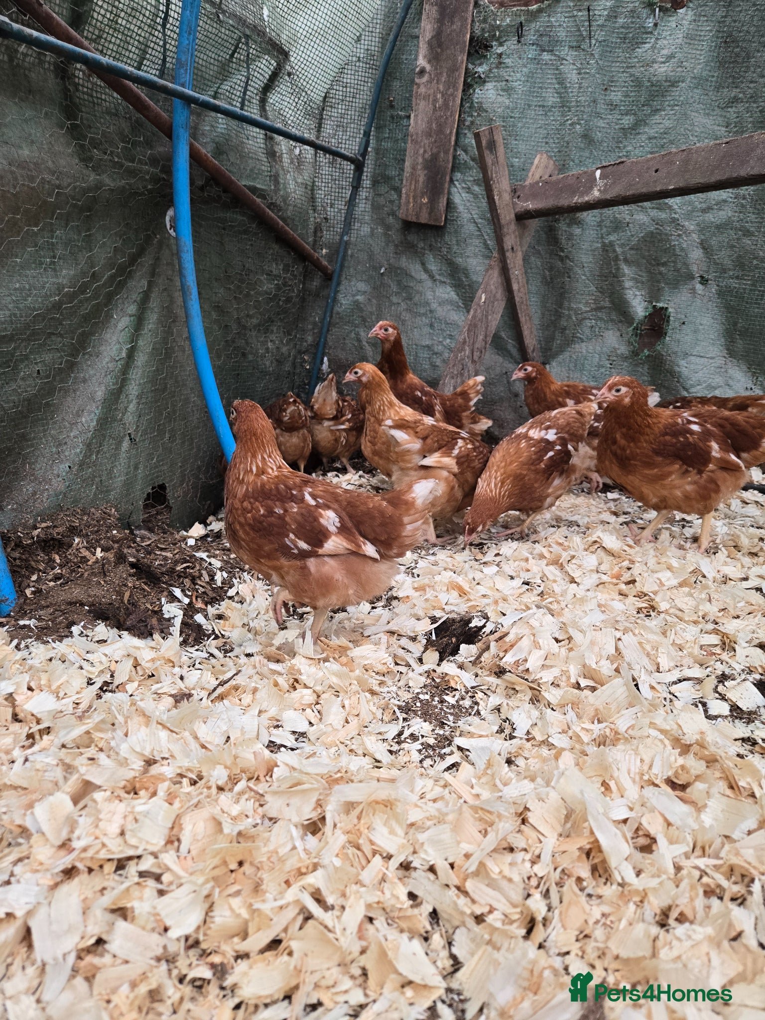 Chickens poultry Bovan Brown chickens  - Advert 1