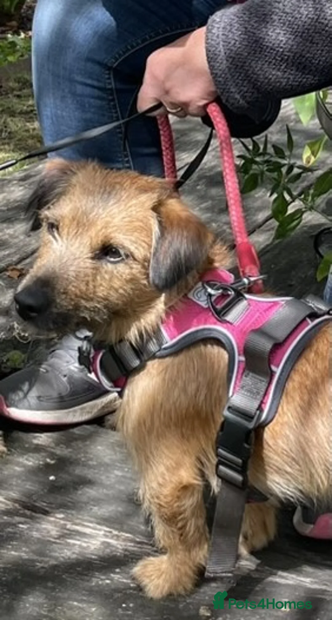 Jack Russell dogs for stud: Jack Russell for stud - Advert 8