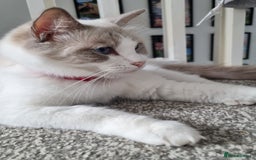 Ragdoll cats for sale: Ragdoll kittens  - Image 7