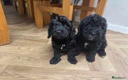 Cockapoo dogs for sale: Gorgeous cockapoo puppies - Image 6