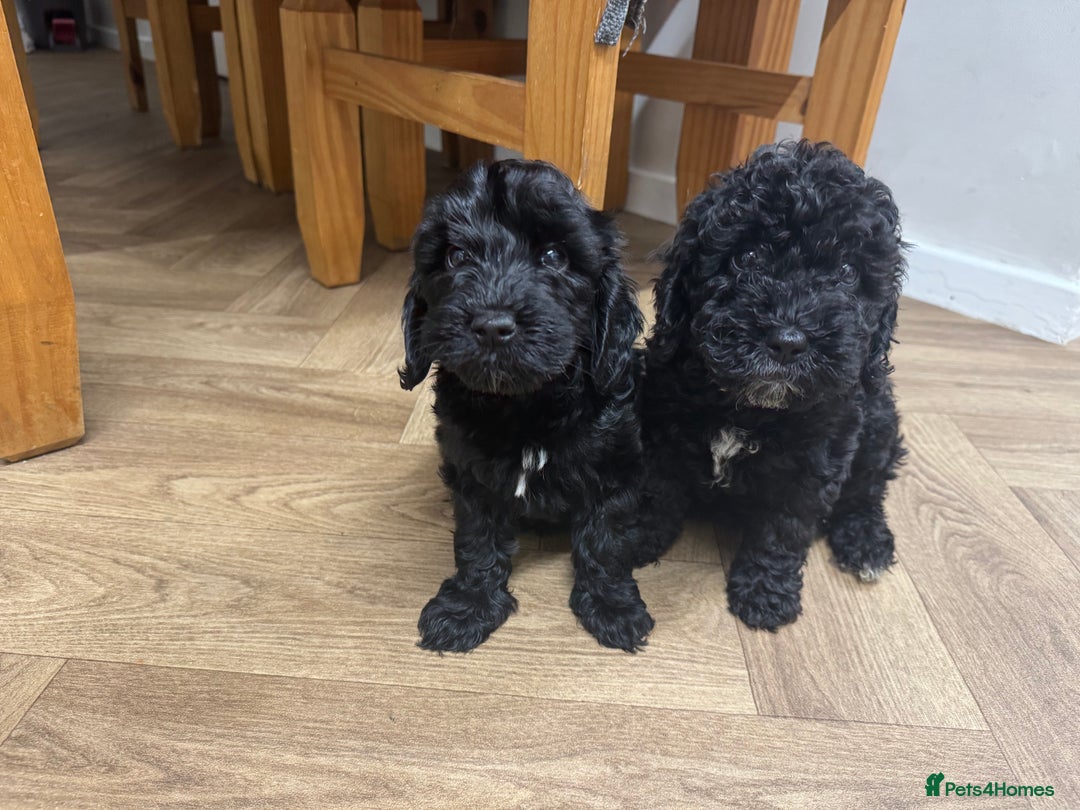Cockapoo dogs for sale: Gorgeous cockapoo puppies - Image 6