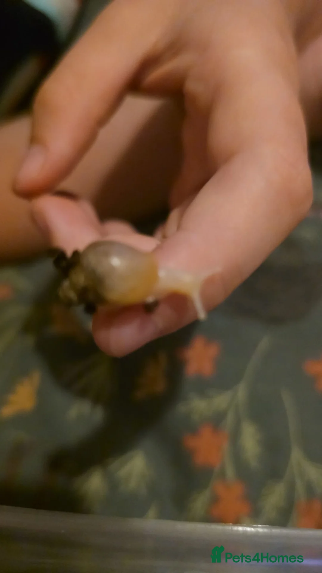 Mixed Breed reptiles for sale: African land snail  - Advert 3