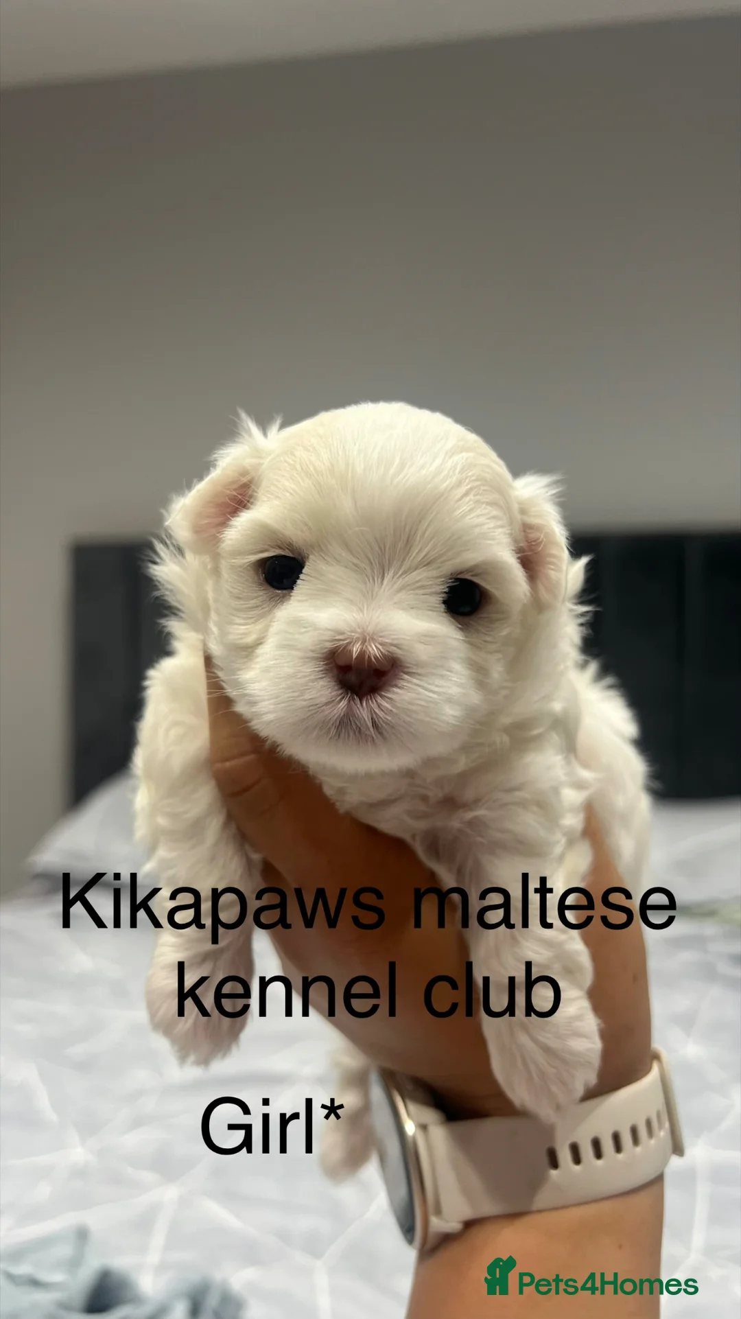 Maltese dogs for sale: Kikapaws Maltese puppies 🐶  - Advert 2