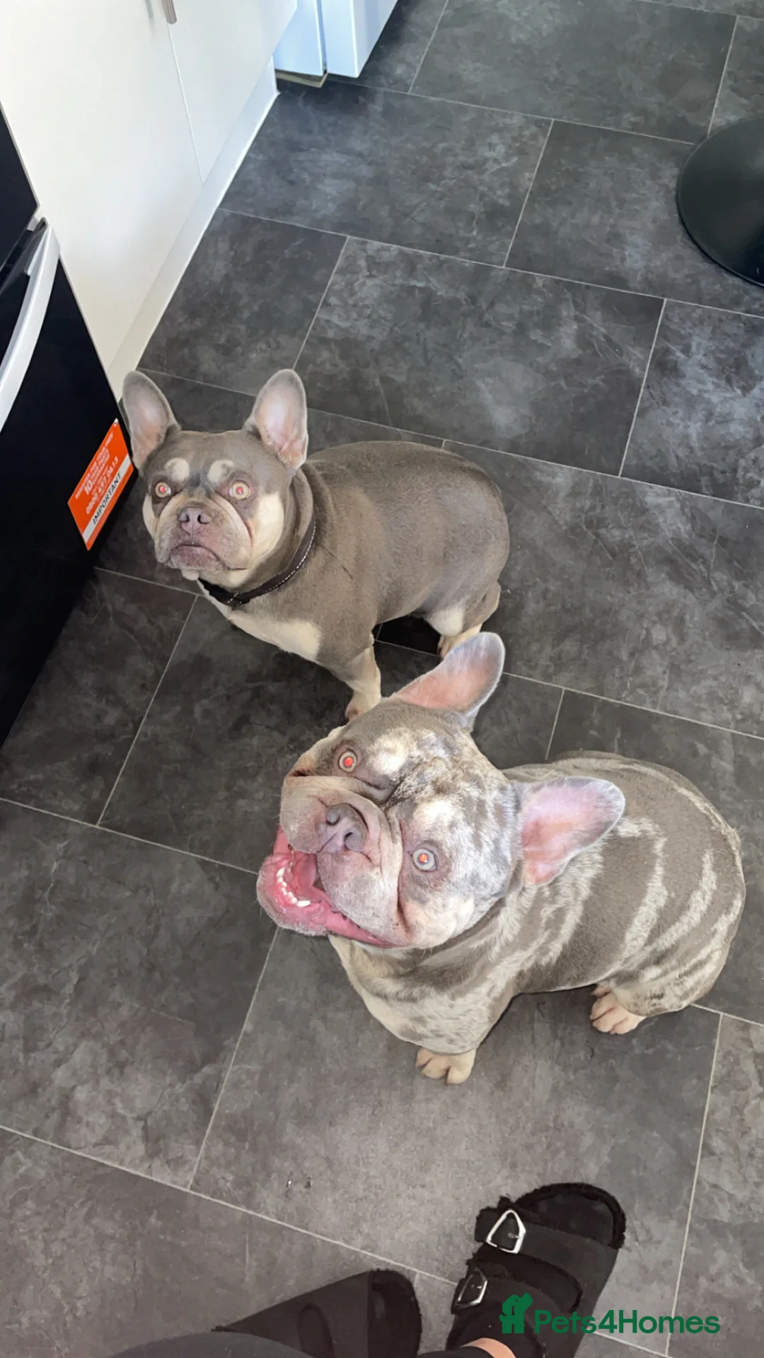French Bulldog dogs for stud: French Bulldog for stud  in Sheffield - Advert 4