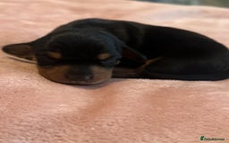 Miniature Dachshund dogs for sale: Miniature daschunds   - Image 10