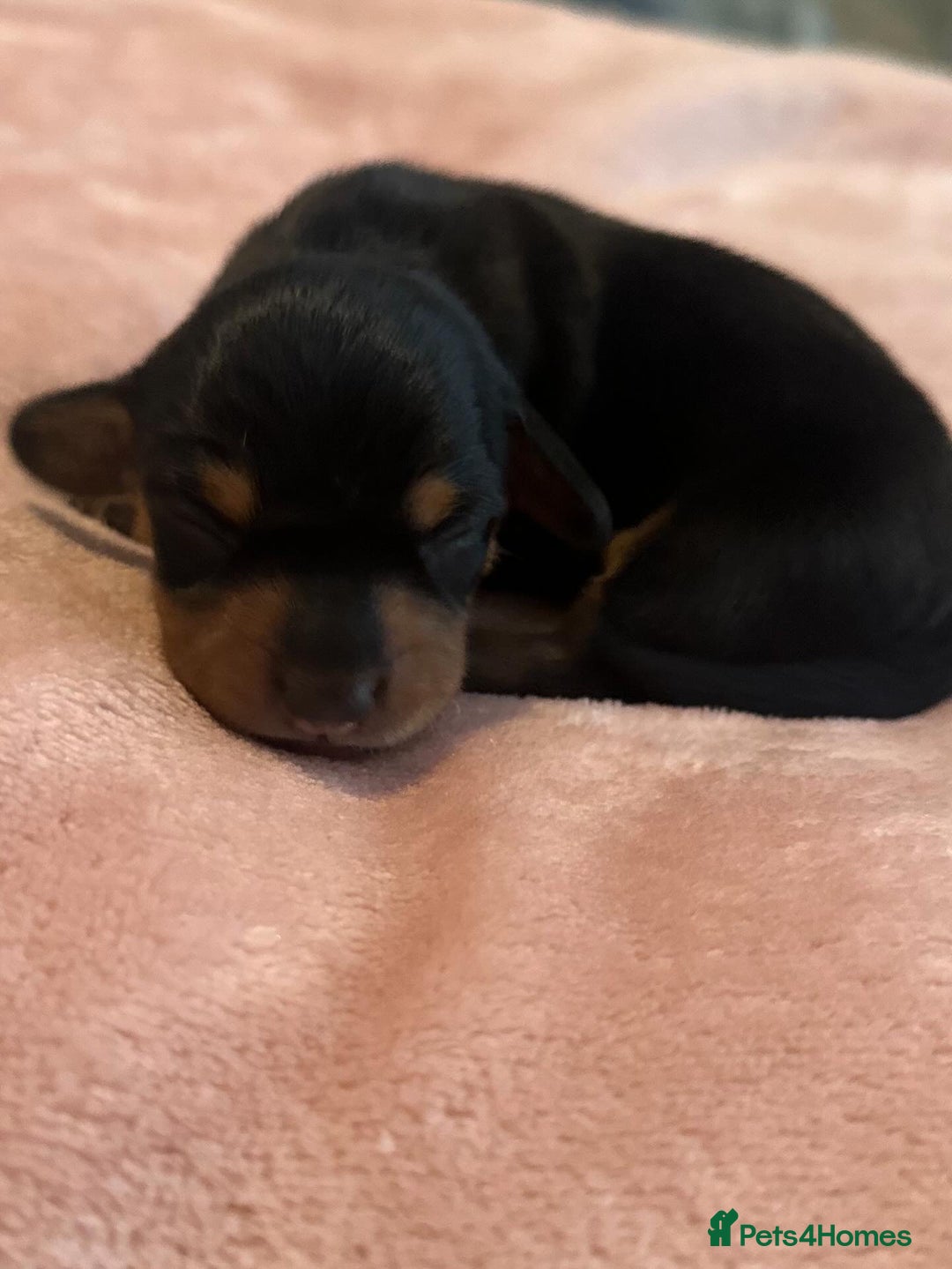 Miniature Dachshund dogs for sale: Miniature daschunds   - Image 10
