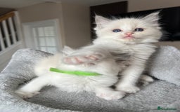 Ragdoll cats for sale: REGISTERED Ragdoll kittens HCM/PKD clear - Image 35
