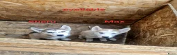 Siberian Husky dogs for sale: 2 boys siberian husky puppies available  - Advert 1