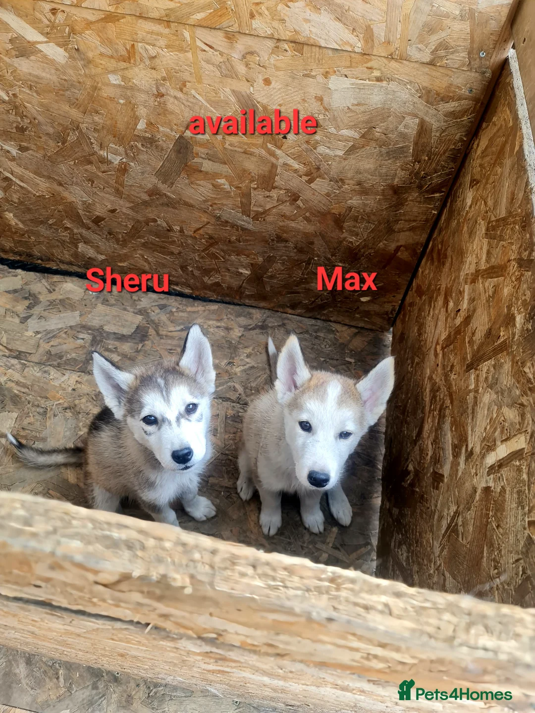 Siberian Husky dogs for sale: 2 boys siberian husky puppies available  - Advert 1