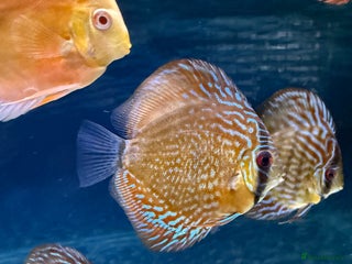 Discus fish Discus fish - Advert 2