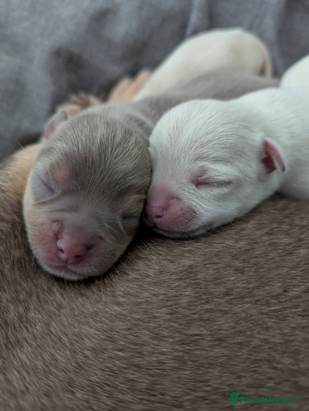 Chihuahua dogs for sale: 2 KC smooth coat boys - Advert 10