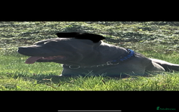 Cane Corso dogs for sale: CANE CORSO TOP QUALITY STRAJANO BLOODLINE FERMINTO - Advert 20