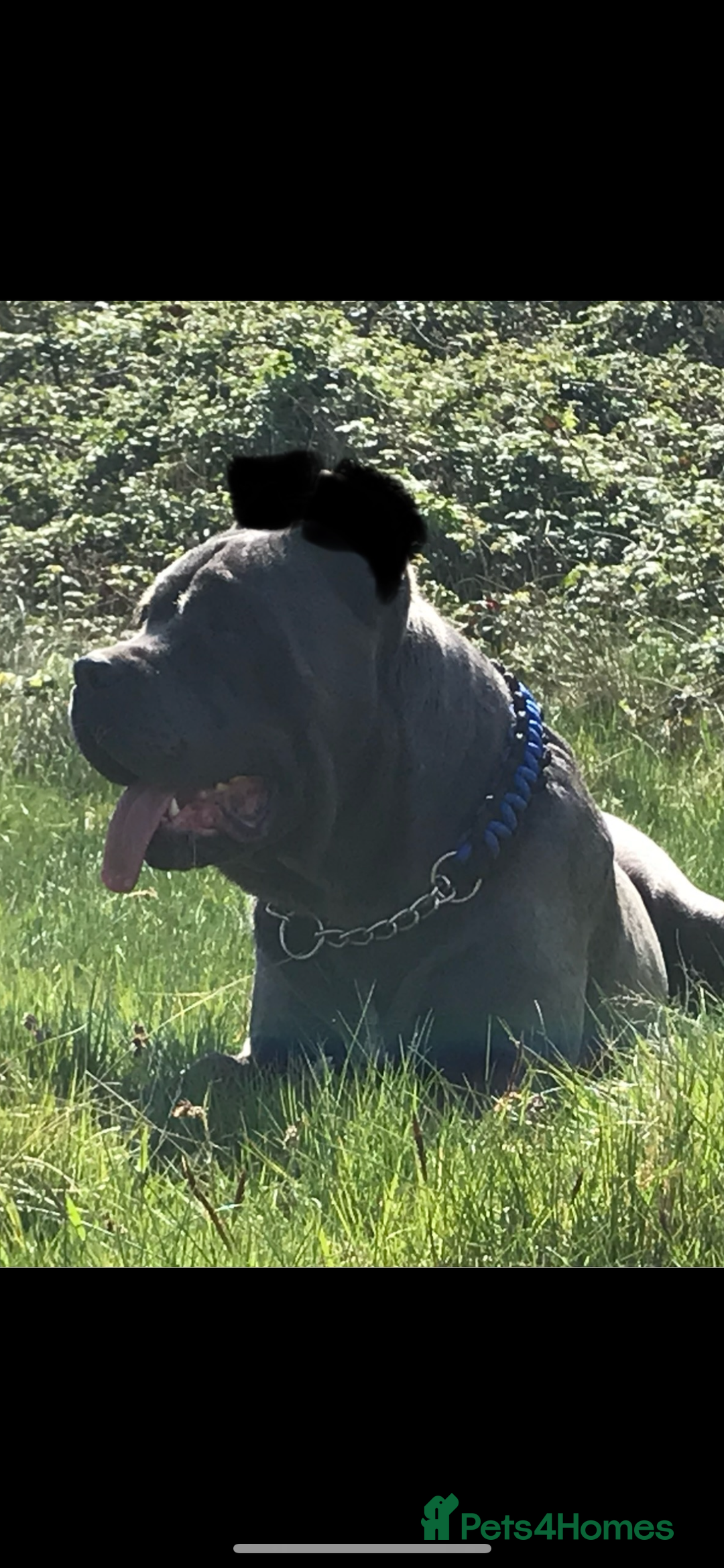 Cane Corso dogs for sale: CANE CORSO TOP QUALITY STRAJANO BLOODLINE FERMINTO - Advert 20