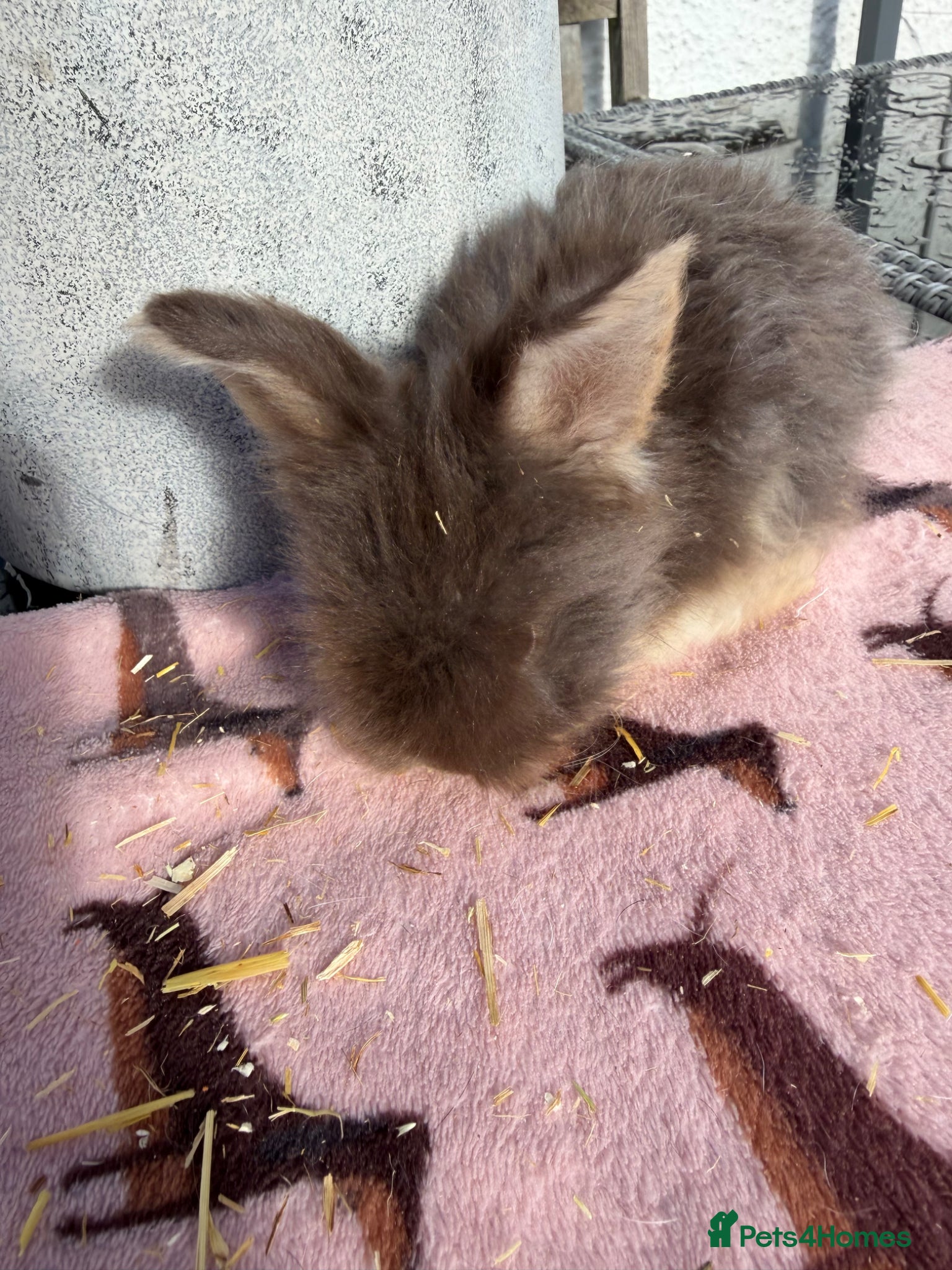 Angora rabbits for sale: Angora buns - Advert 7
