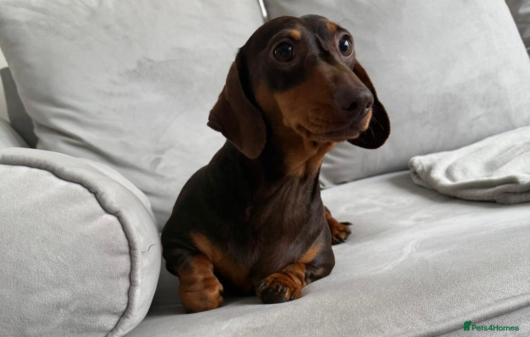 Miniature Dachshund dogs for sale: Beautiful lulu miniature dachshund  - Image 14