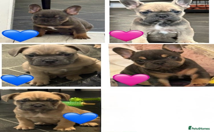 French Bulldog dogs - Advert 15