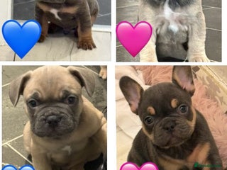 French Bulldog dogs - Advert 17