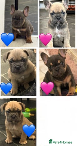 French Bulldog dogs - Advert 15