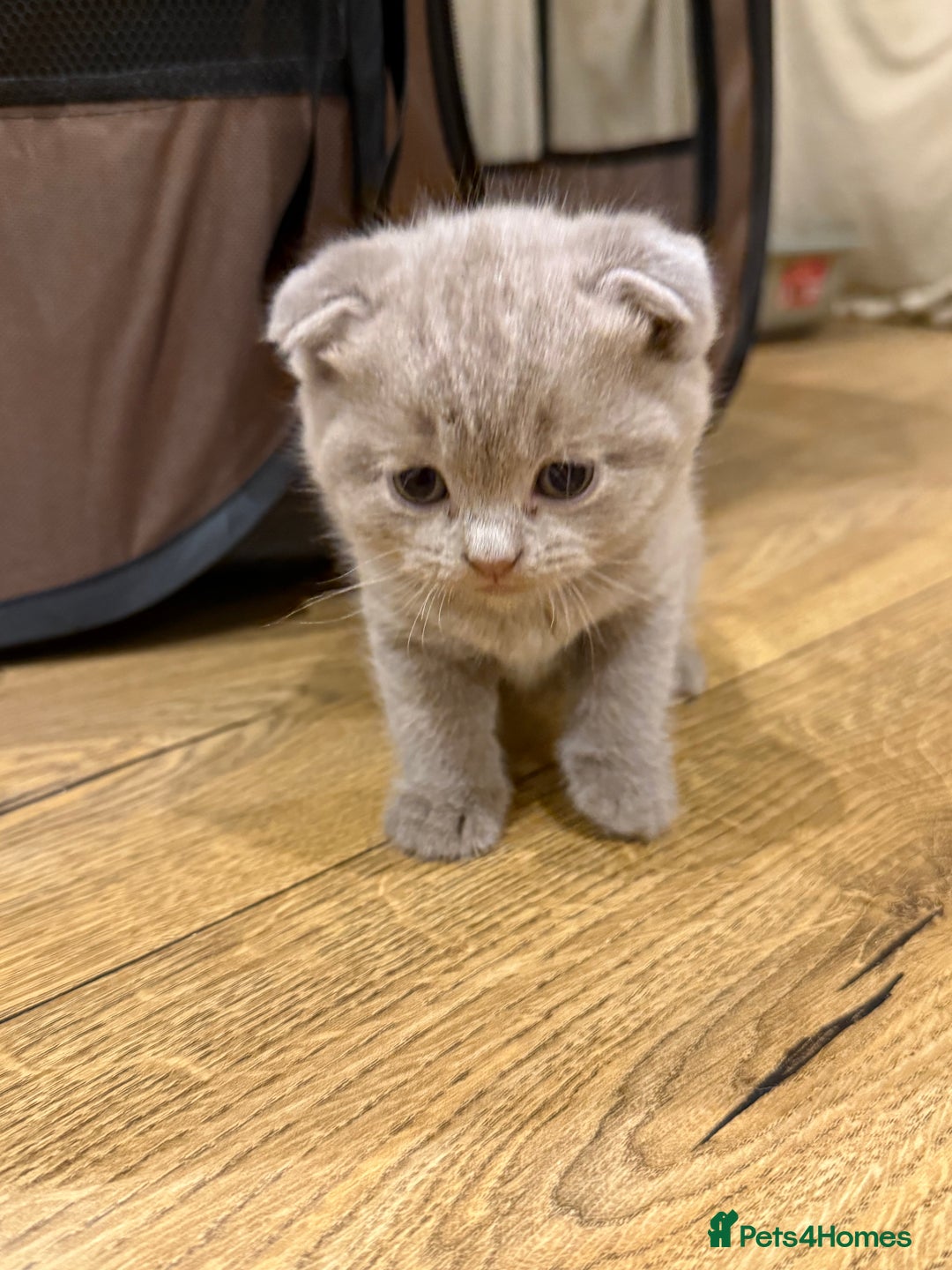 British Shorthair cats for sale: 4 beautiful British shorthair kittens - Advert 15