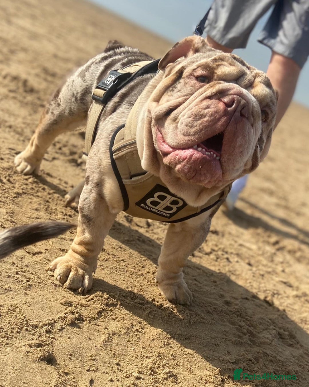 English Bulldog dogs for stud: Chocolate & Tan Merle Bulldog Stud Proved - Advert 1