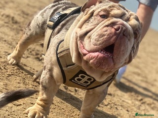 English Bulldog dogs Chocolate & Tan Merle Bulldog Stud Proved - Advert 1