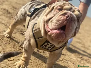 English Bulldog dogs Chocolate & Tan Merle Bulldog Stud Proved - Advert 11