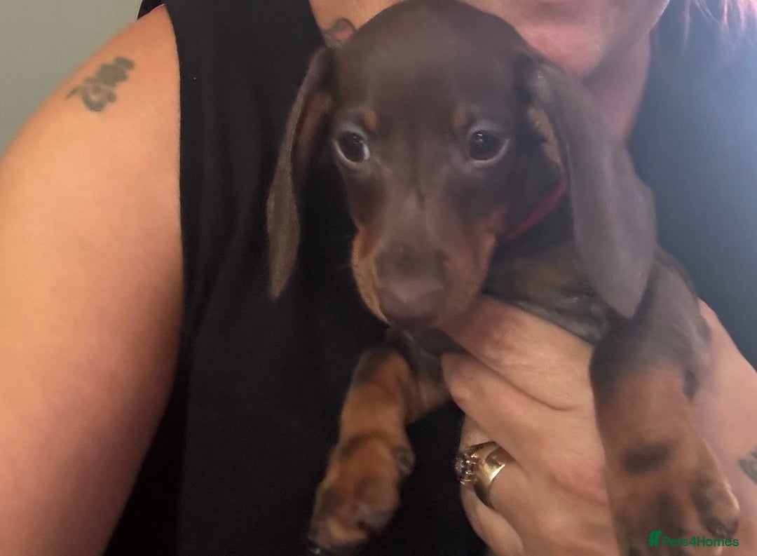 Miniature Dachshund dogs for sale: Pure miniature dachshunds - Image 4