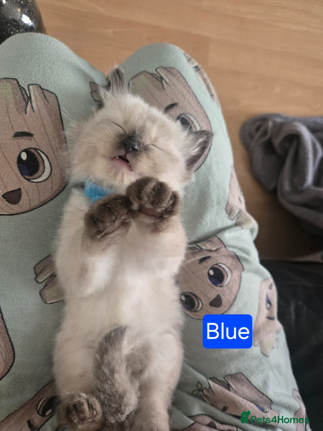 Ragdoll cats for sale: Ragamese ragdoll Siamese kittens  - Advert 1