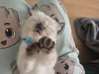 Ragdoll cats Ragamese ragdoll Siamese kittens - Advert 3