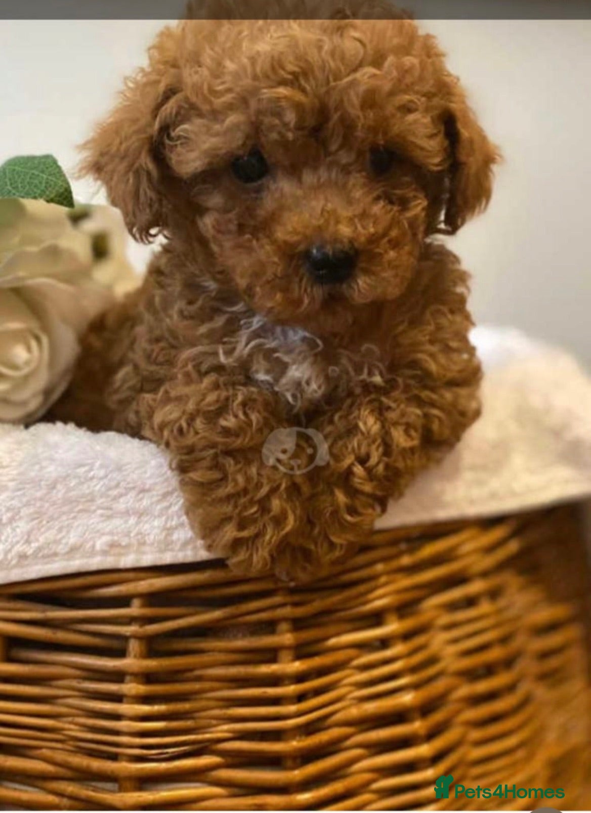Maltipoo dogs Quality Maltipo’s wanted forever homes  - Advert 13