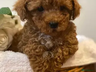 Maltipoo dogs Quality Maltipo’s wanted forever homes - Advert 13