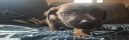 Mixed Breed dogs for sale: 1 Girl Left - Advert 2