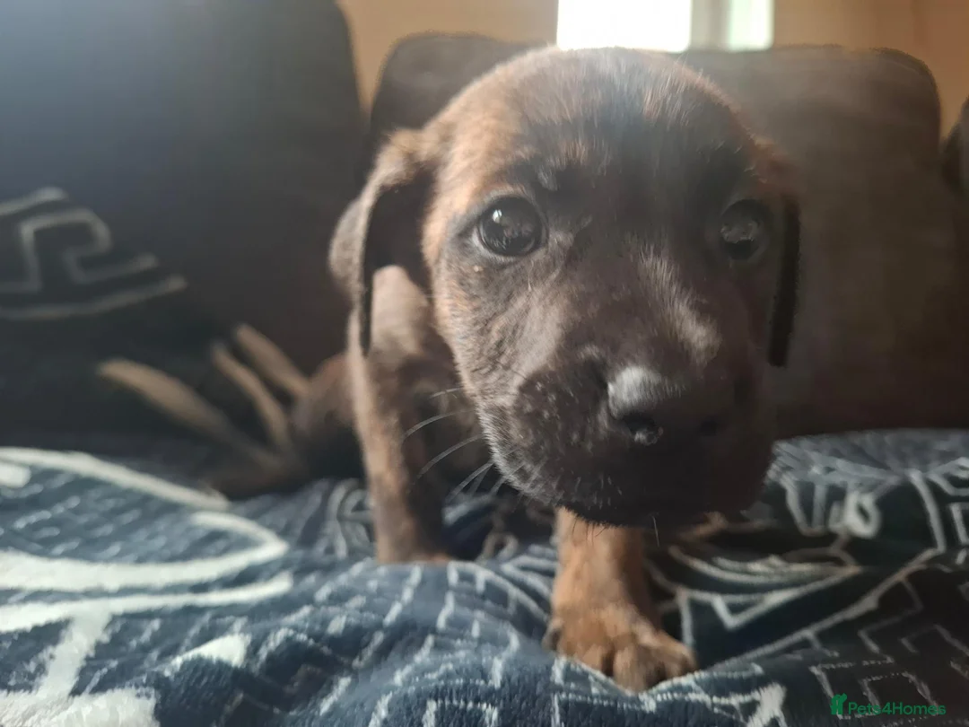 Mixed Breed dogs for sale: 1 Girl Left - Advert 2