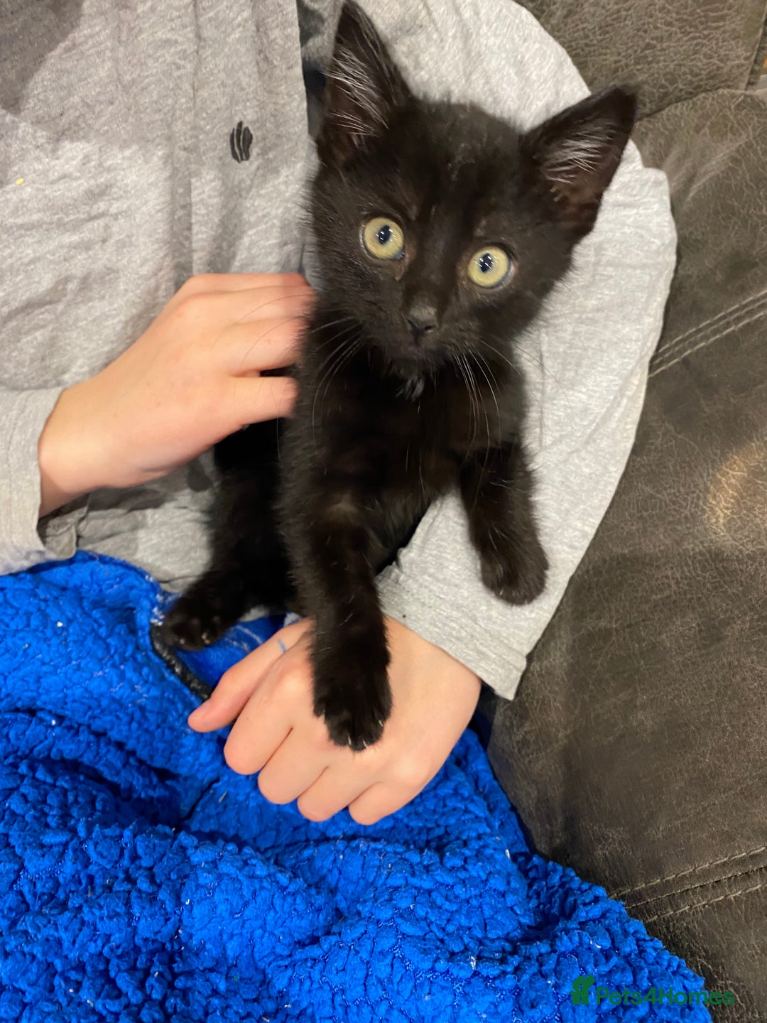 Mixed Breed cats for sale: Gorgeous fluffy black kitten full of love  - Advert 3