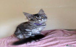 Maine Coon cats for sale: Pedigree GCCF Russian Import line Maine Coons - Image 17
