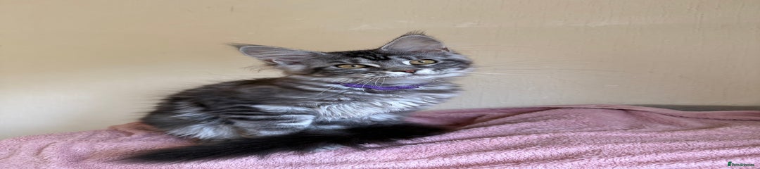 Maine Coon Kitten 4