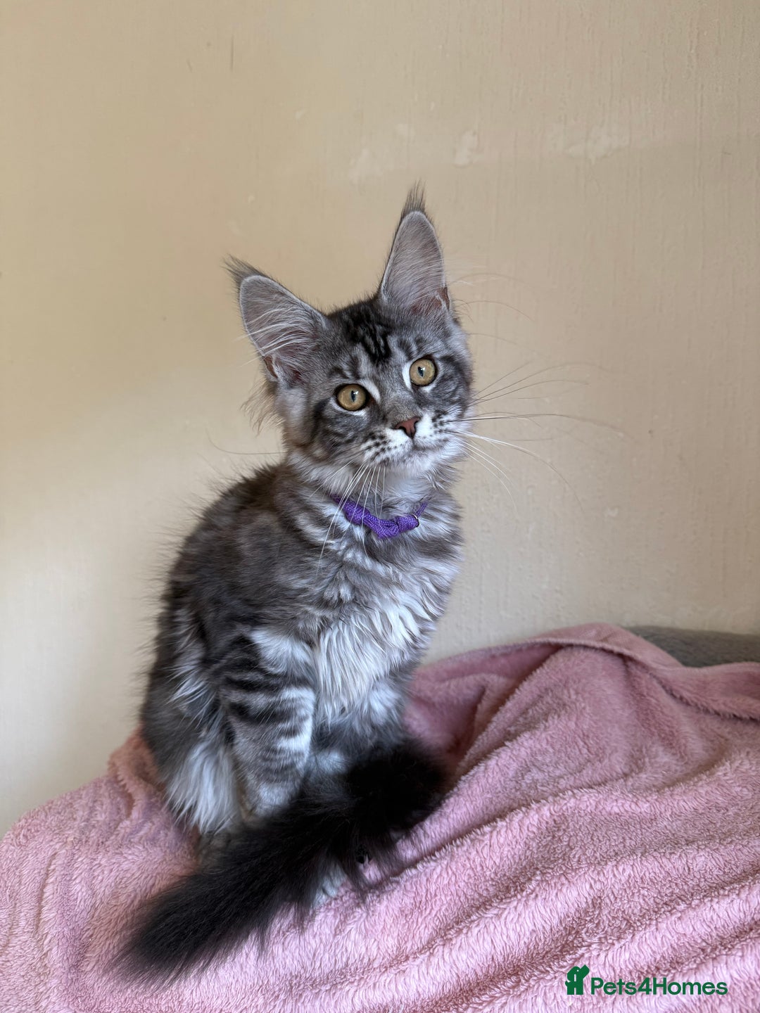 Maine Coon cats for sale: Pedigree GCCF Russian Import line Maine Coons - Image 17