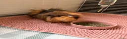 Guinea Pig rodents for sale: Two girl guinea pigs 1 year old in Dorchester - Advert 3