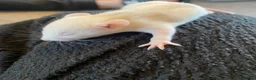Rat rodents for sale: Baby dumbo rats ready end of July   - Advert 8