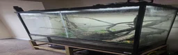Gecko reptiles for sale: 4x4x2 terrarium and baby cresties read description - Advert 2