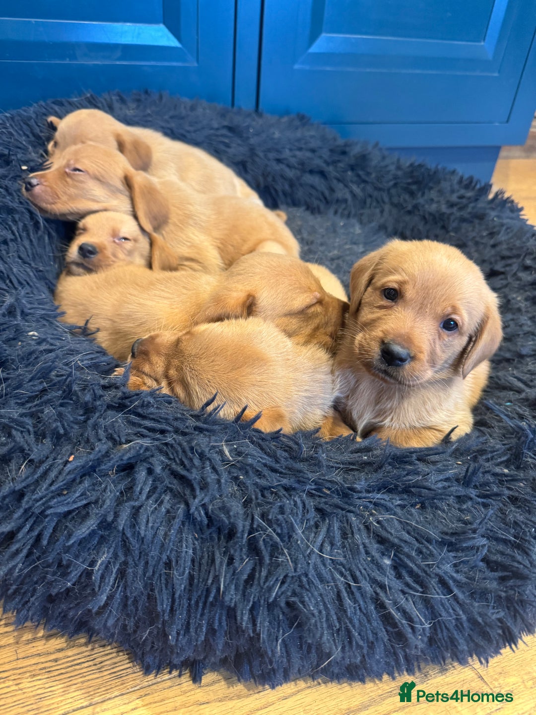 Mixed Breed poultry for sale: 🐶 KC Registered Fox Red Labrador Puppies 🐶 - Advert 7