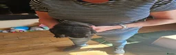 Sheprador dogs for sale: Shepador puppies  in Turriff - Advert 8
