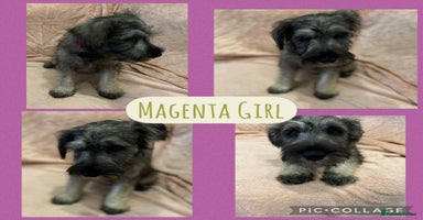 Miniature Schnauzer dogs REDUCED- only 2 boys&1girl- Mini Schnauzer Puppies - Advert 6
