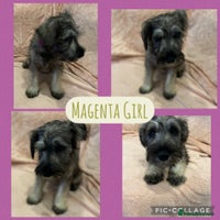 Miniature Schnauzer dogs REDUCED- only 2 boys&1girl- Mini Schnauzer Puppies - Advert 6