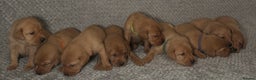 Labrador Retriever dogs for sale: Labrador Retriever Puppies - Raised in Family Home - Advert 17