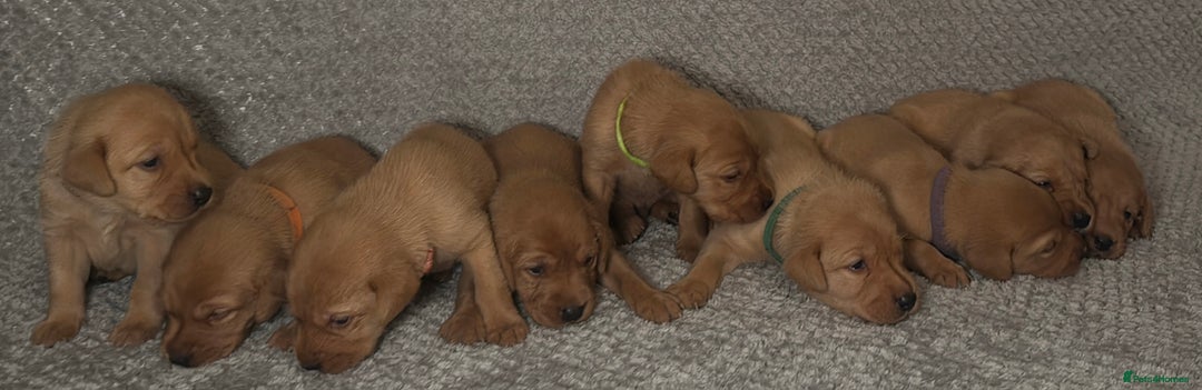 Labrador Retriever dogs for sale: Labrador Retriever Puppies - Raised in Family Home - Advert 17