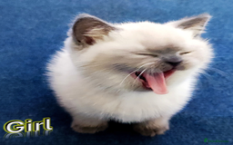 British Shorthair cats for sale: BSH Kittens Ready For New Homes Now - Image 12