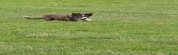 Border Collie dogs for sale: Kip red and white registered dog - Advert 5