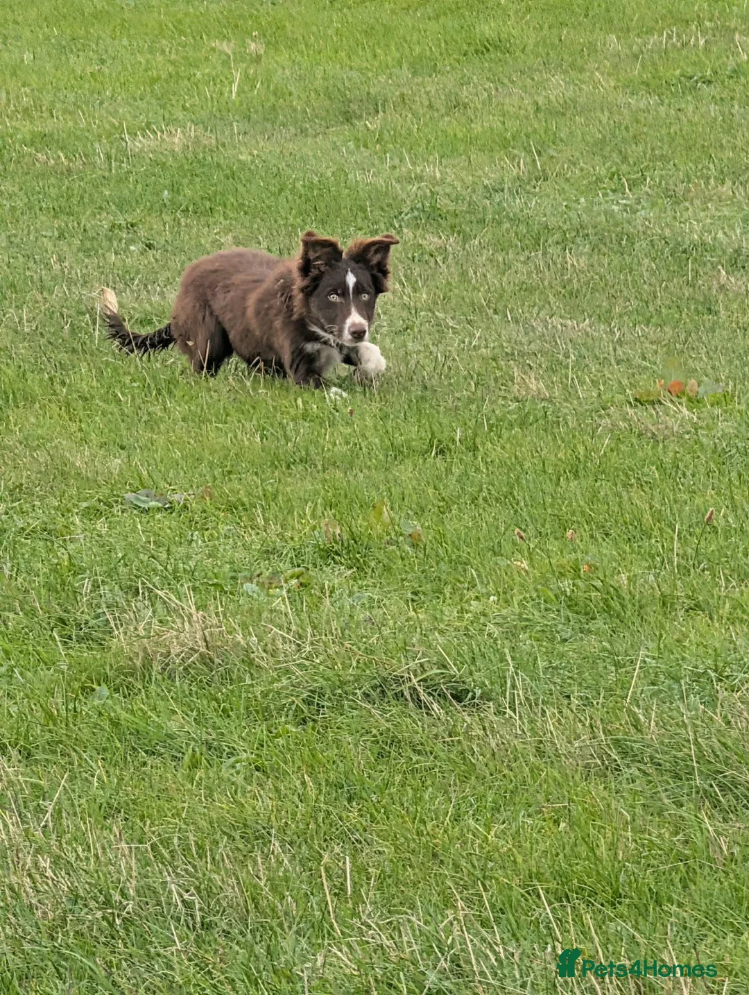 Border Collie dogs for sale: Kip red and white registered dog - Advert 5