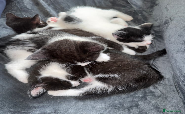 American Shorthair cats - Advert 1